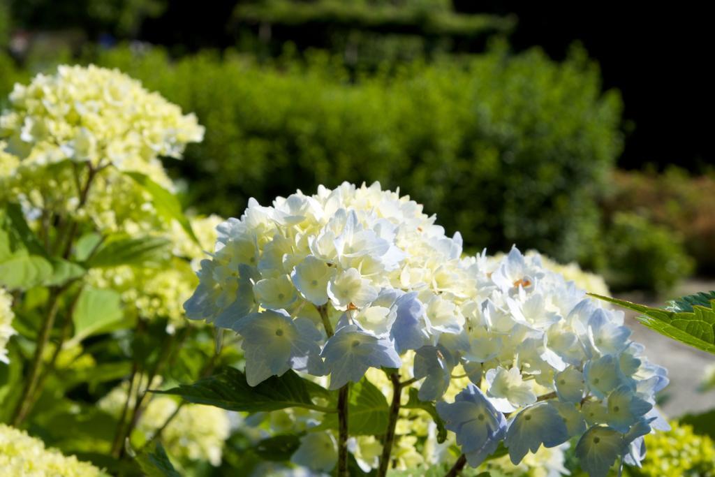 Park Hotel Villa Belvedere Cannobio Eksteriør billede