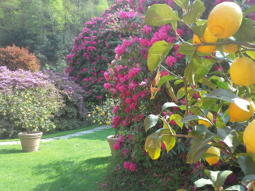 Park Hotel Villa Belvedere Cannobio Eksteriør billede